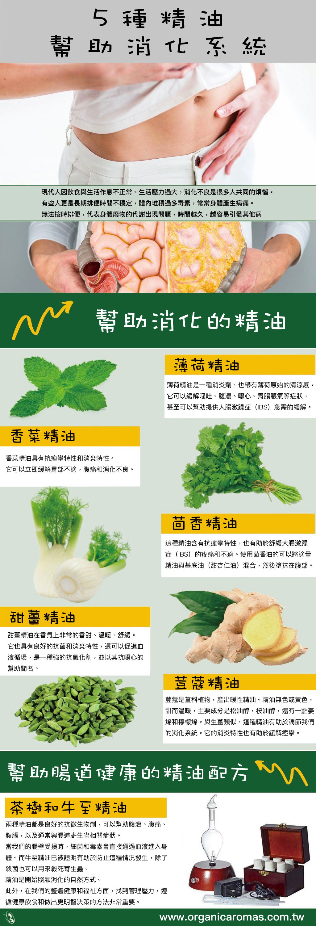 五種精油幫助消化系統