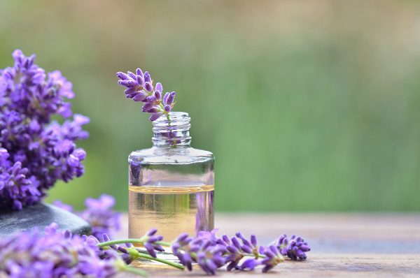  purple lavender  flower in a bottle of essential oil 精油使用方法